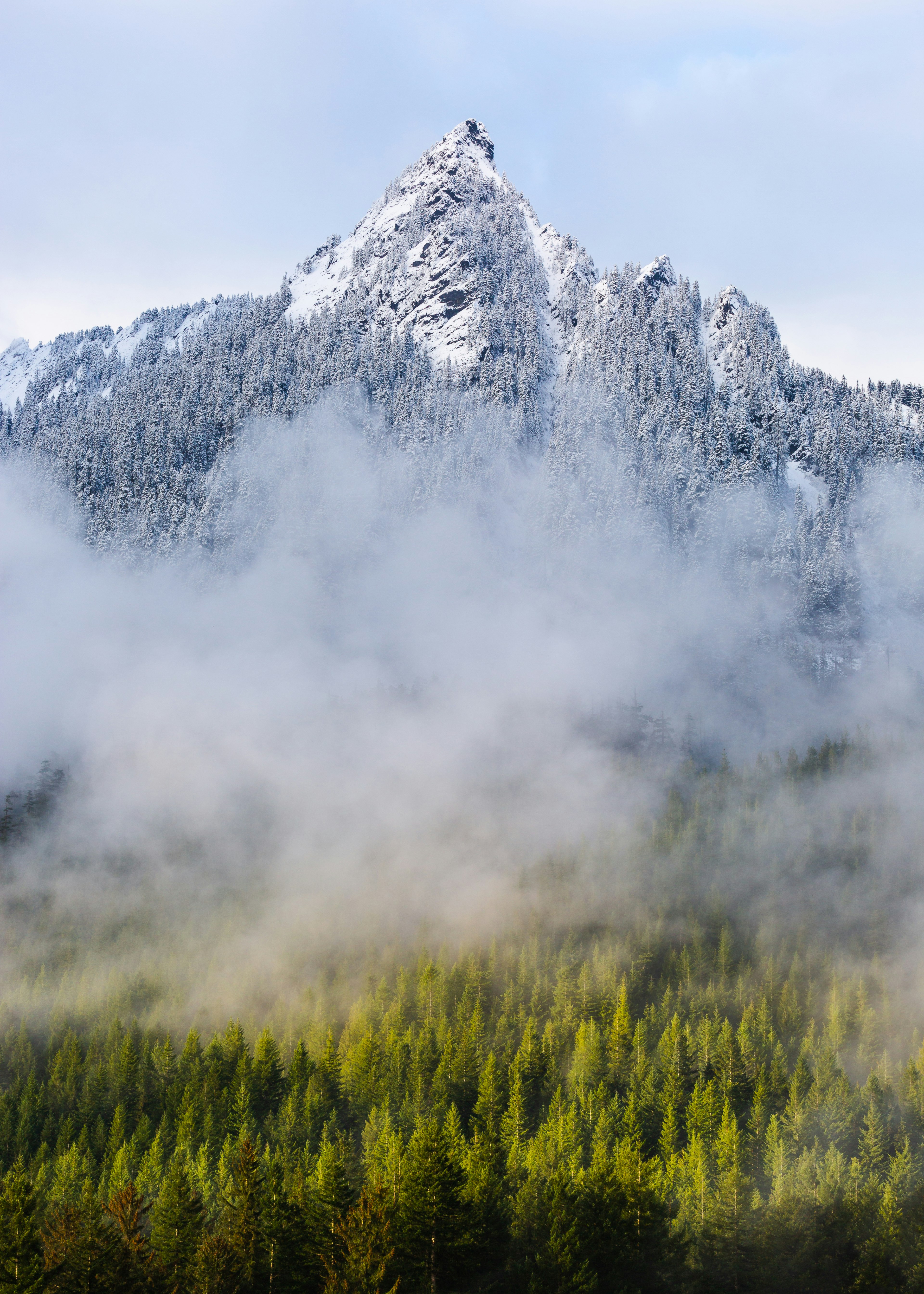 pine trees near mountian